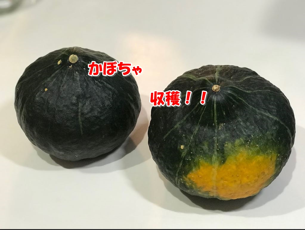 家庭菜園 試し のかぼちゃ収穫 県民共済でコスパの良い満足する家を建てる